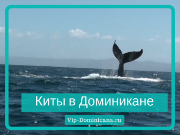 КАК посмотреть китов в Доминикане сезон китов в феврале 